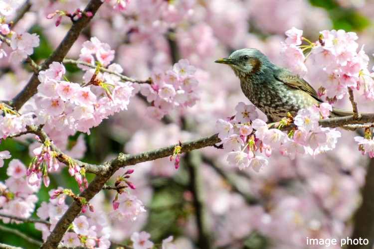 桜と鳥｜パークシティ武蔵小杉ザ・グランドウイングタワー